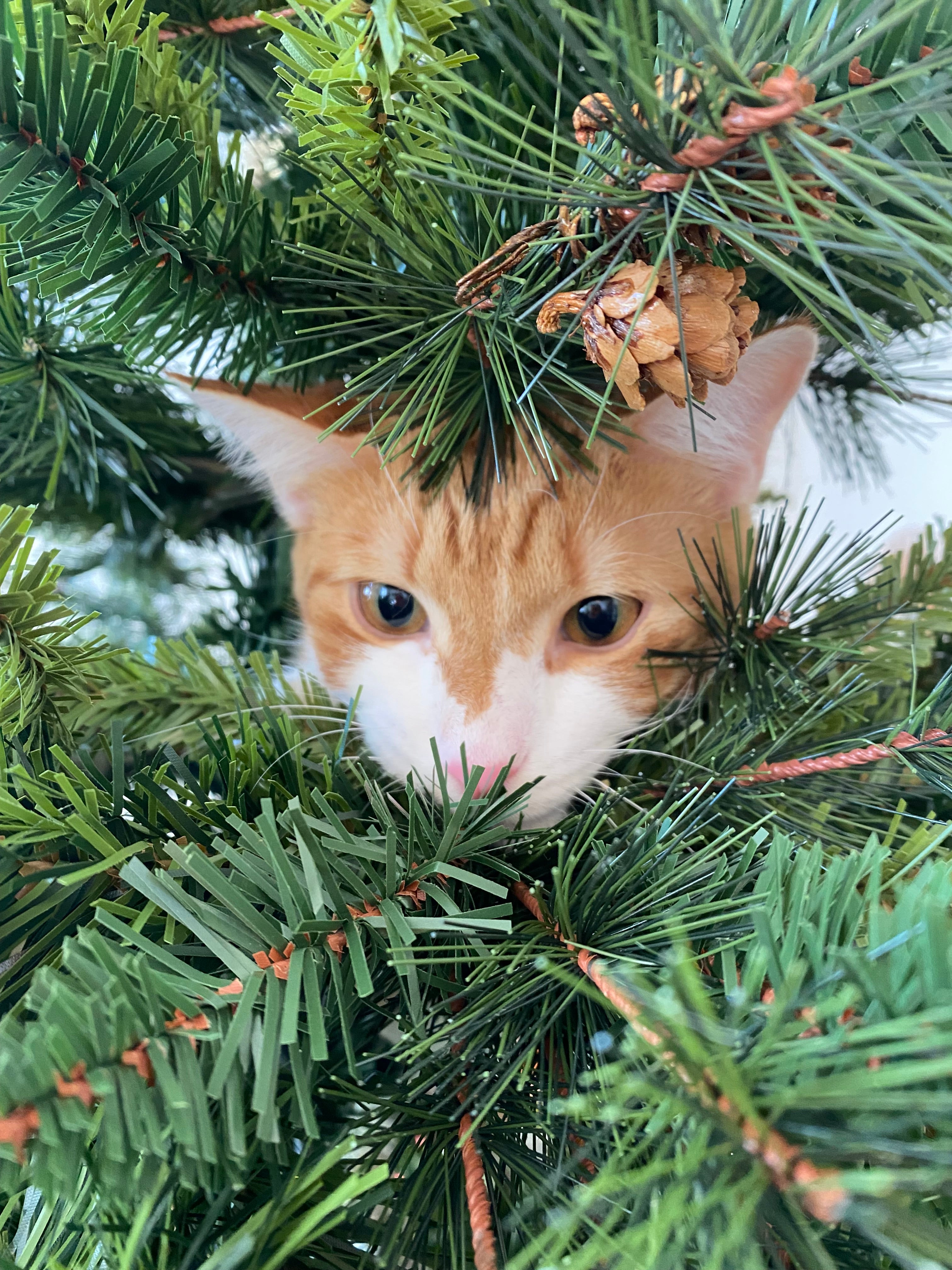 Full Spectrum CBD/CBG Pet Drops