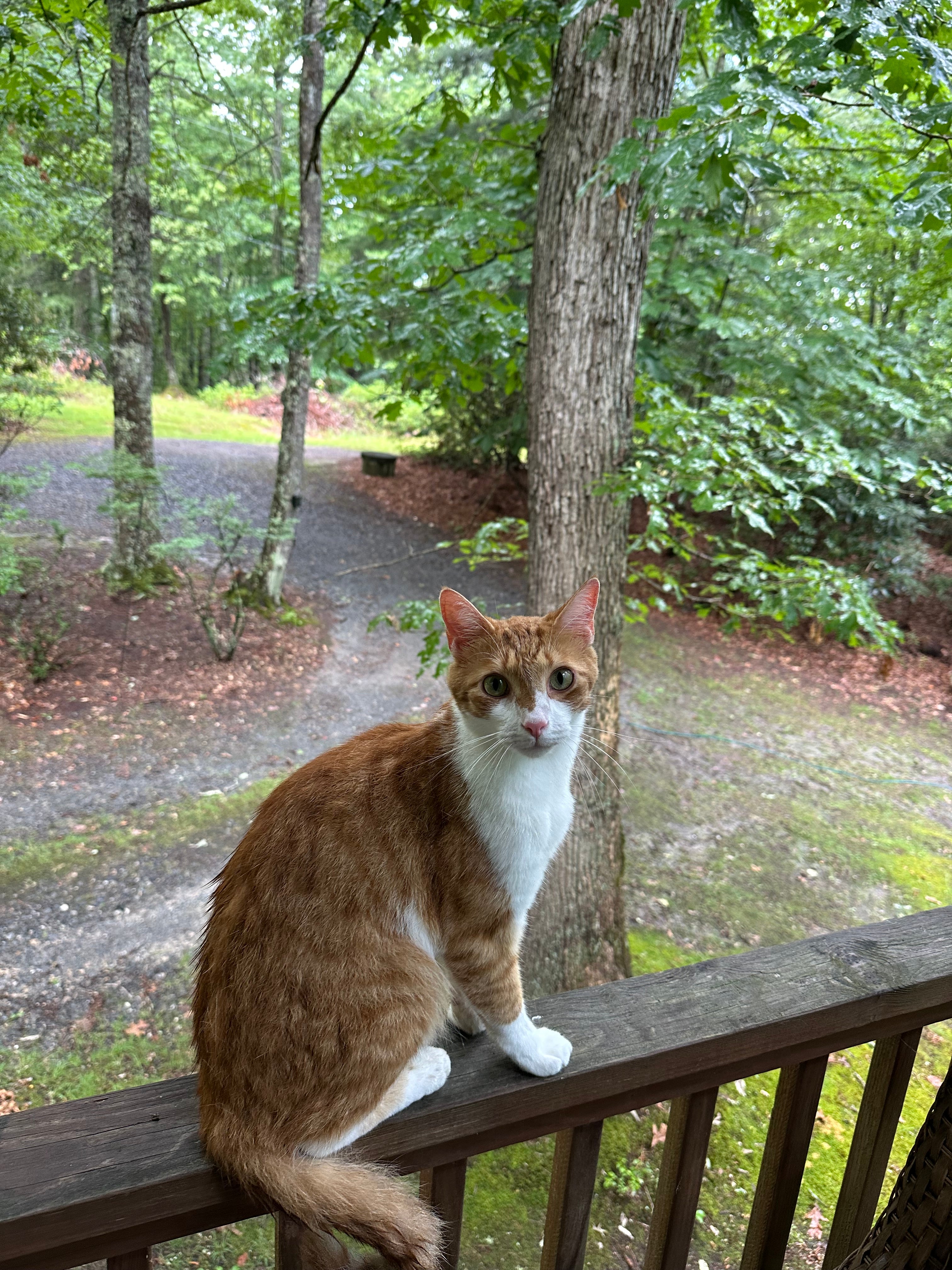 Full Spectrum CBD/CBG Pet Drops