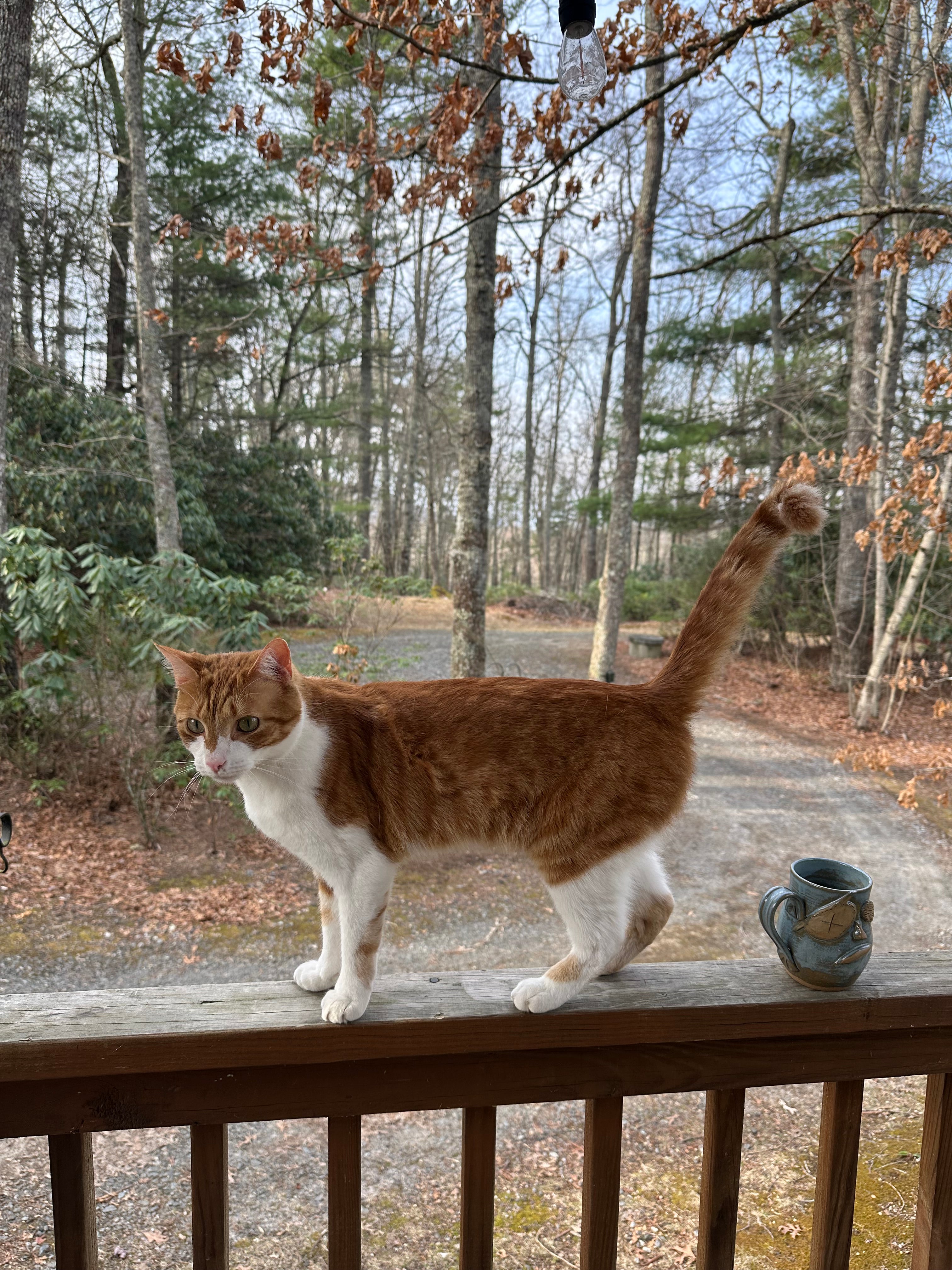 Full Spectrum CBD/CBG Pet Drops